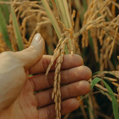 Grain Open Hands Hexa